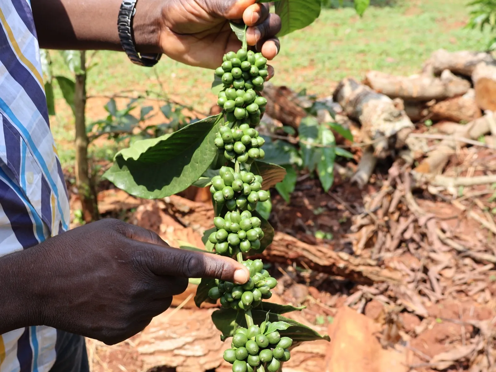 A farmer inspecting green coffee cherries in Mubende